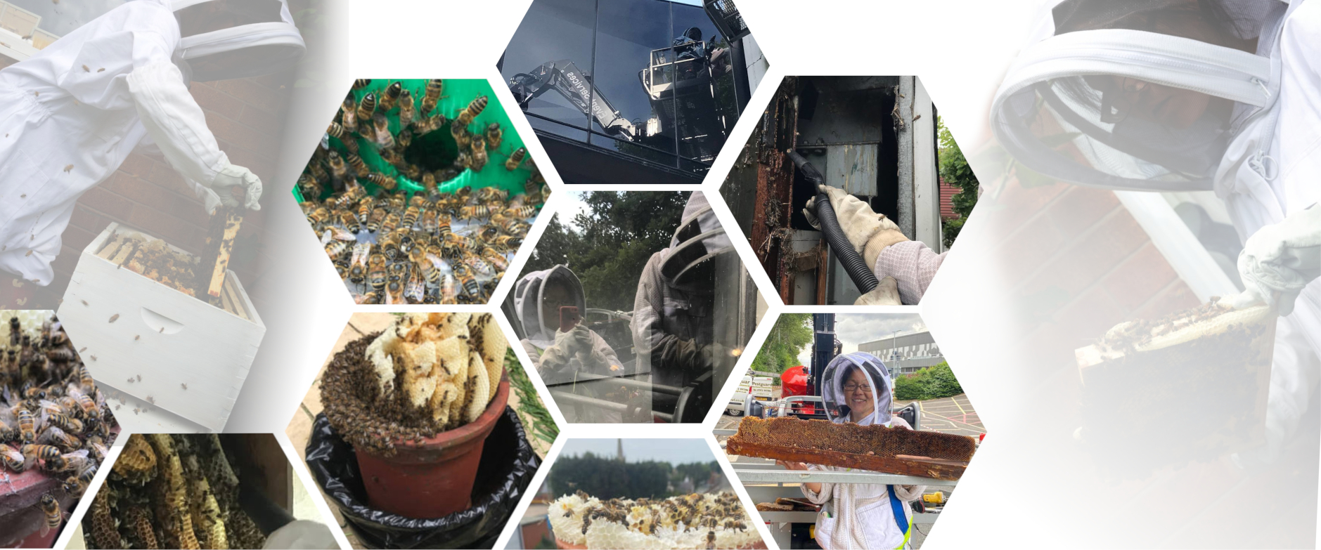 honey bee removal in leicestershire