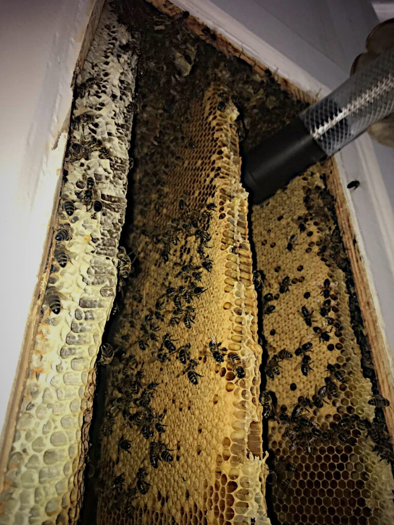 Manor house honey bee rescue and removal Honey Bee Rescue